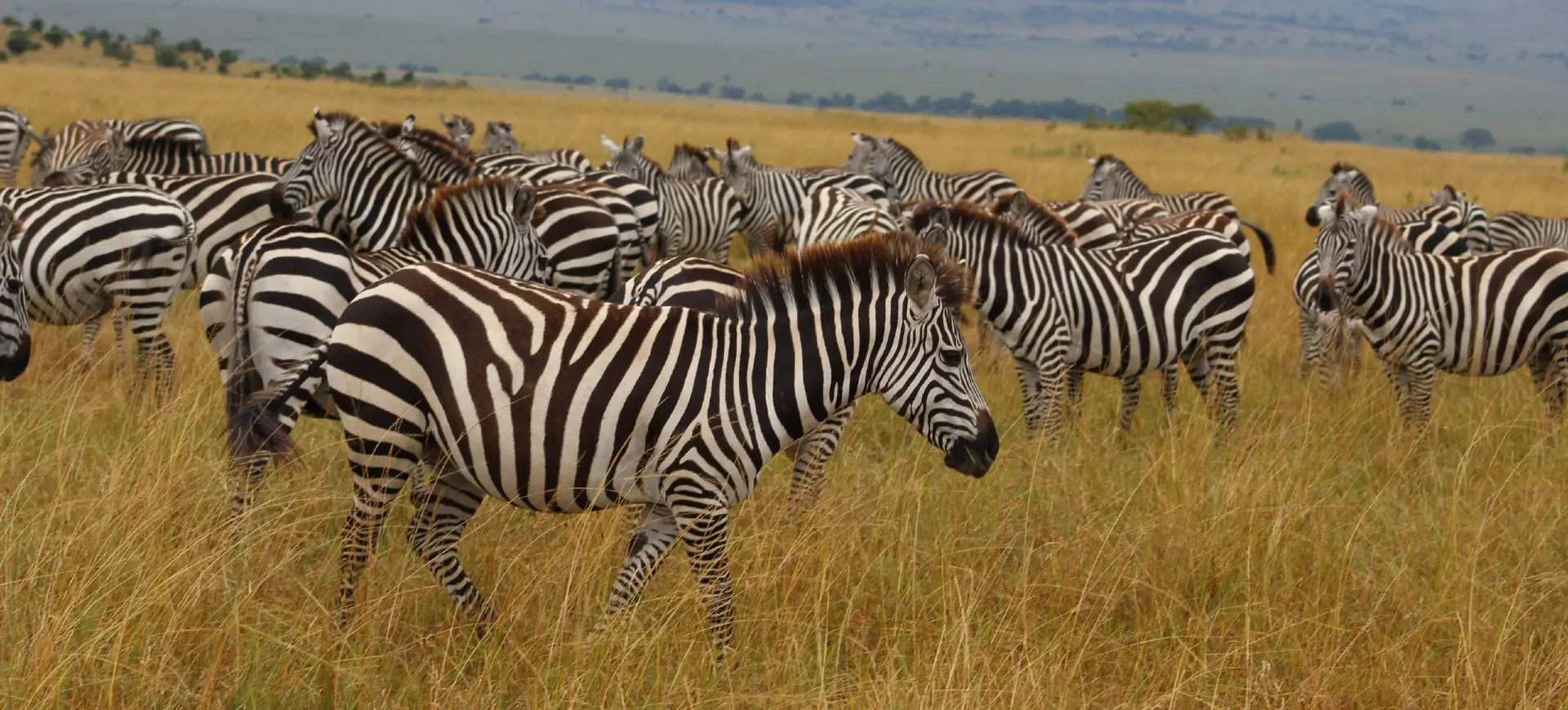 Plains Zebra