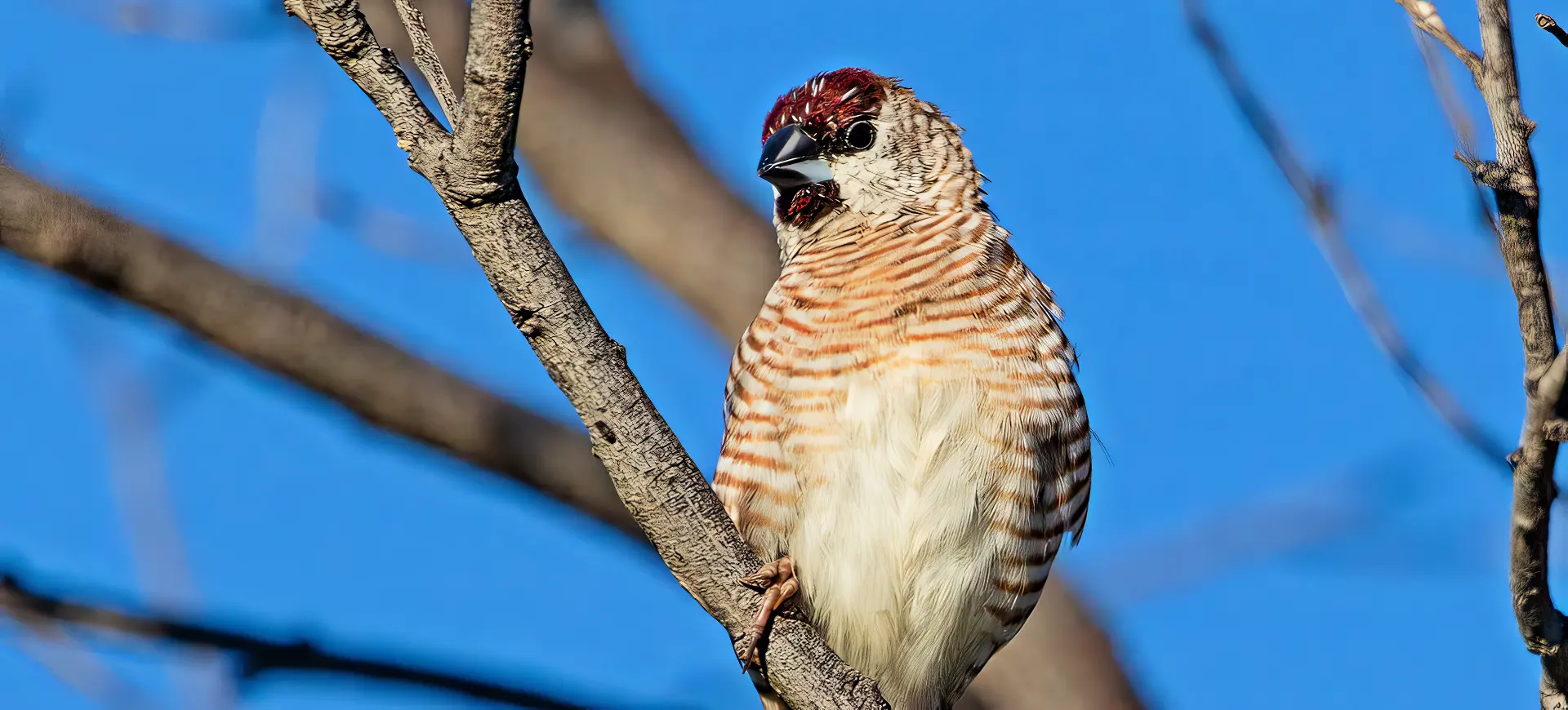 Plum-headed Finch