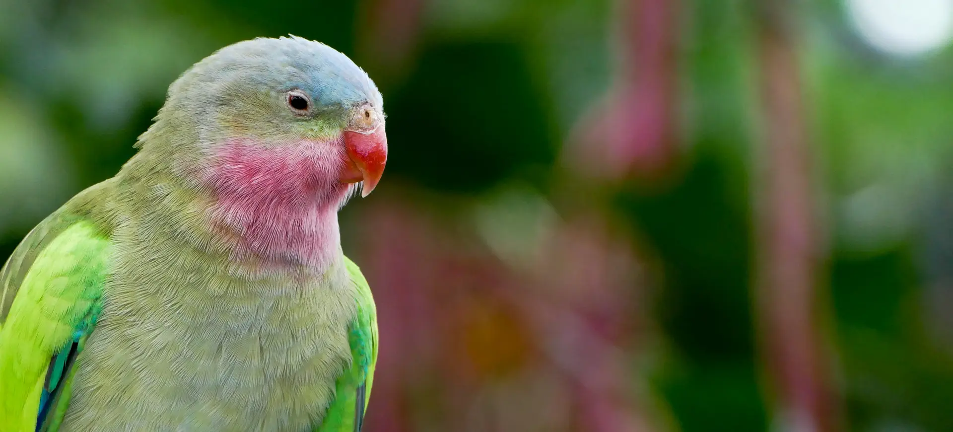 Princess Parrot