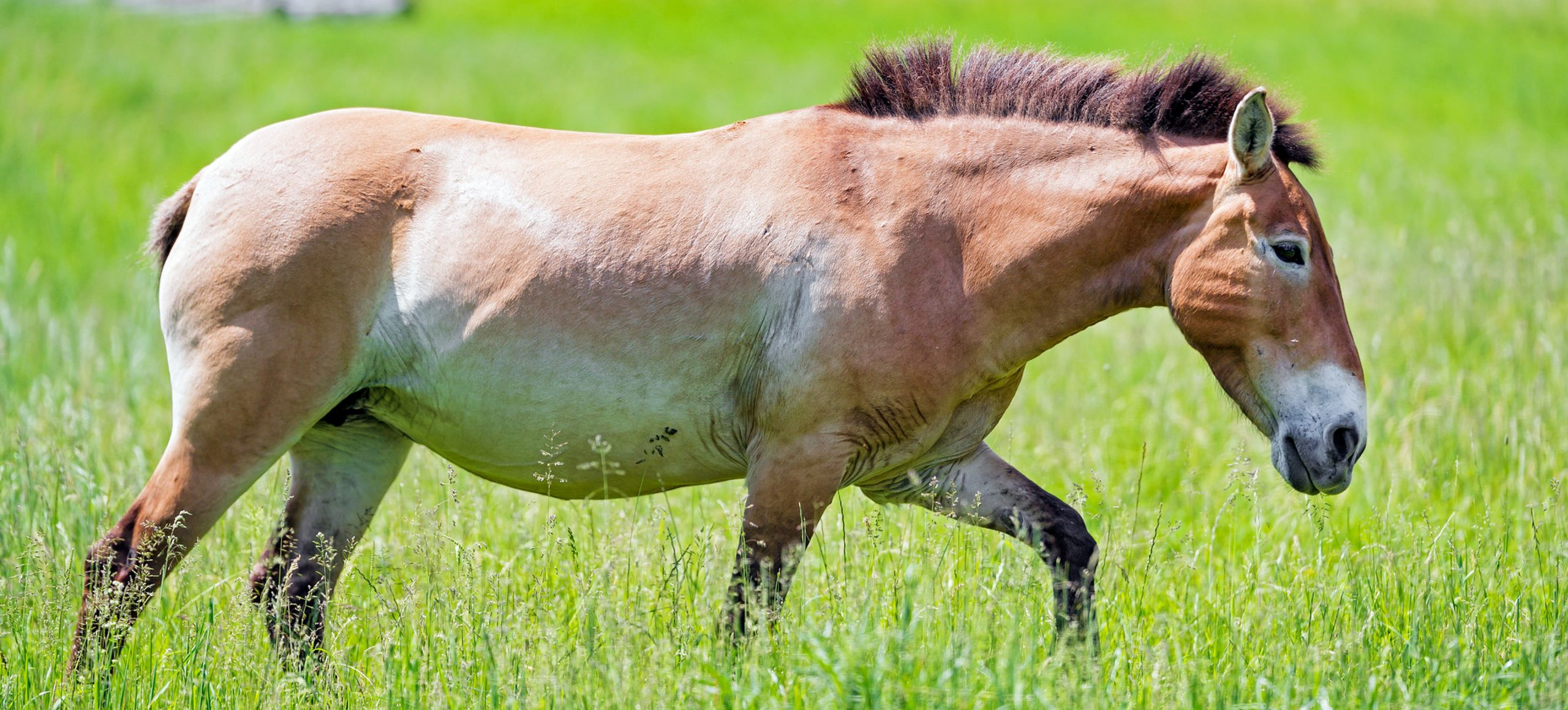 Przewalski's Horse