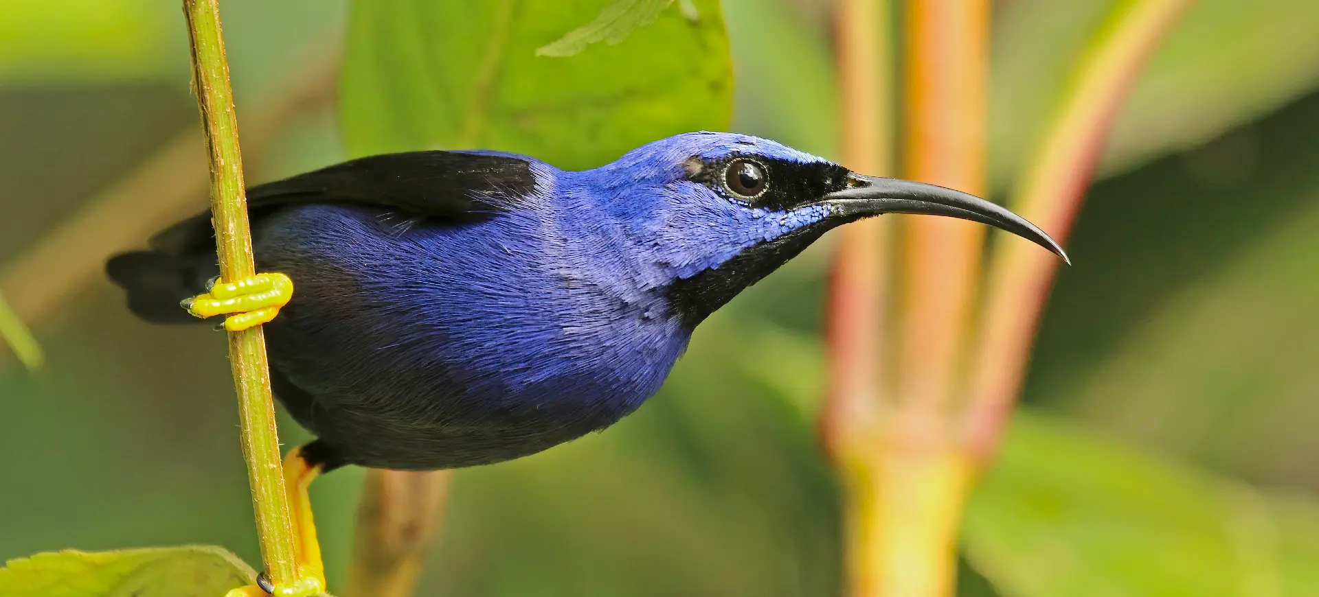 Purple Honeycreeper