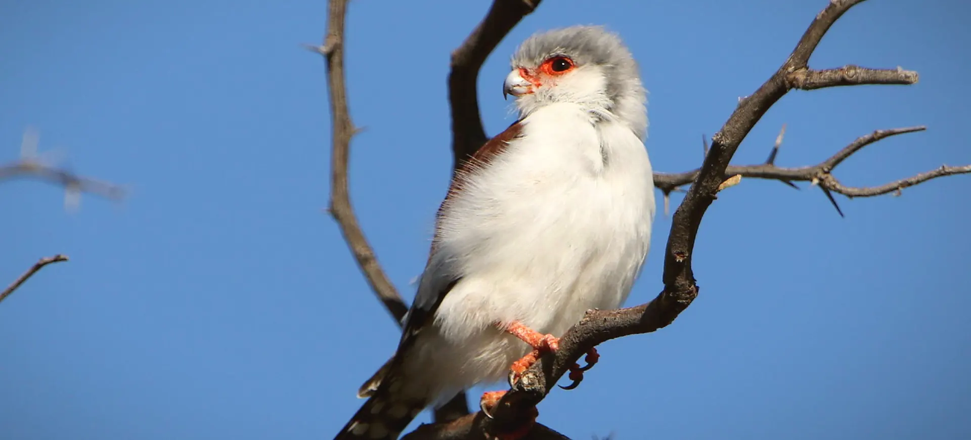 Pygmy Falcon