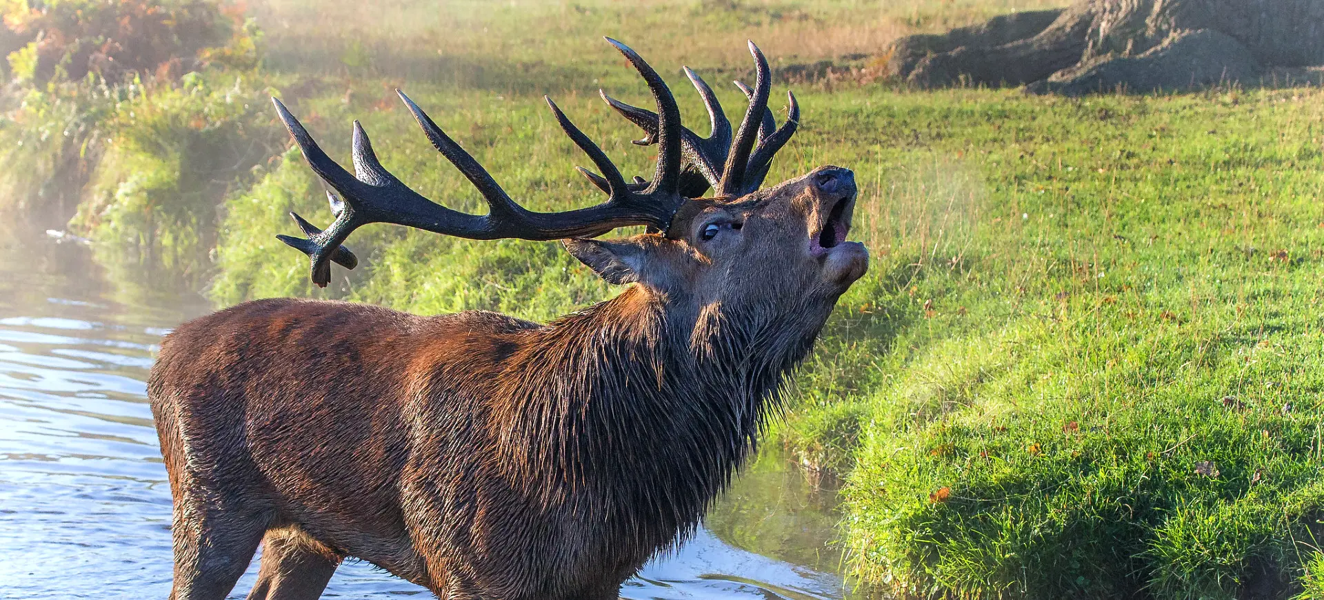 Red Deer