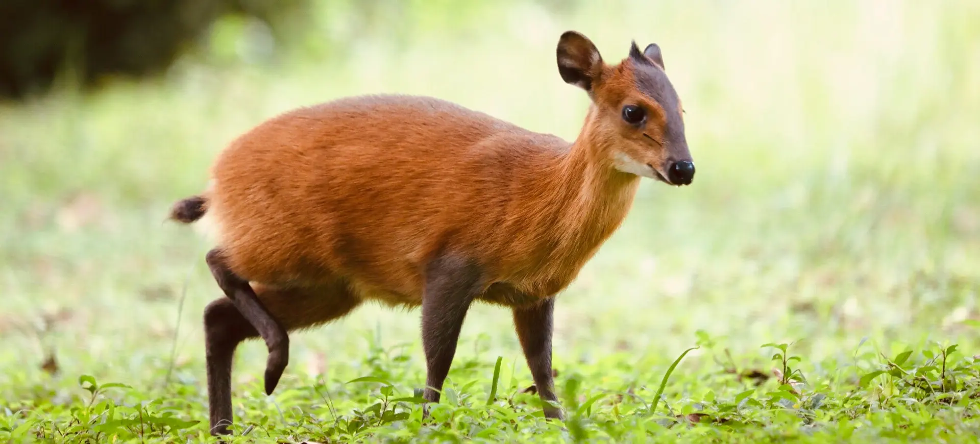 Red-flanked Duiker