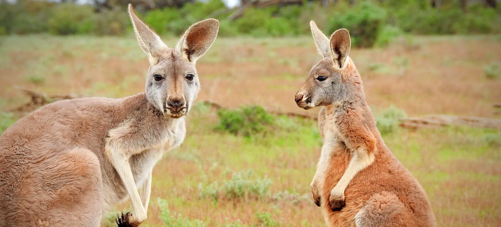 Red Kangaroo