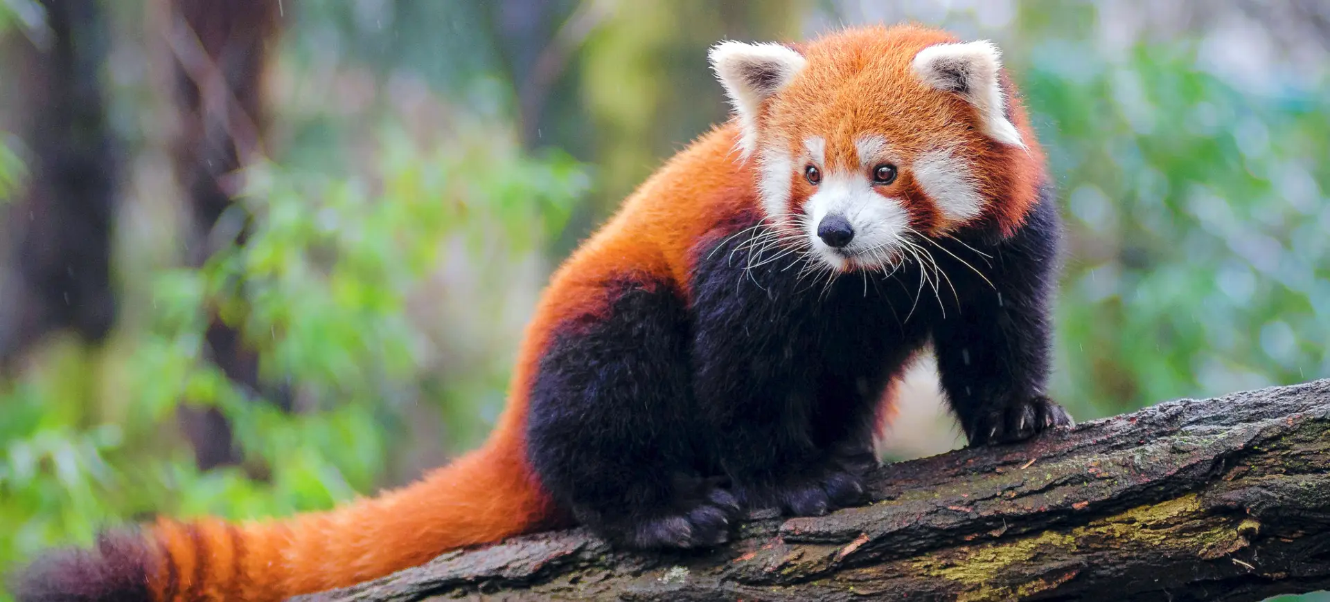 Chinese Red Panda Facts Habitat Conservation Status Zoo Populations 