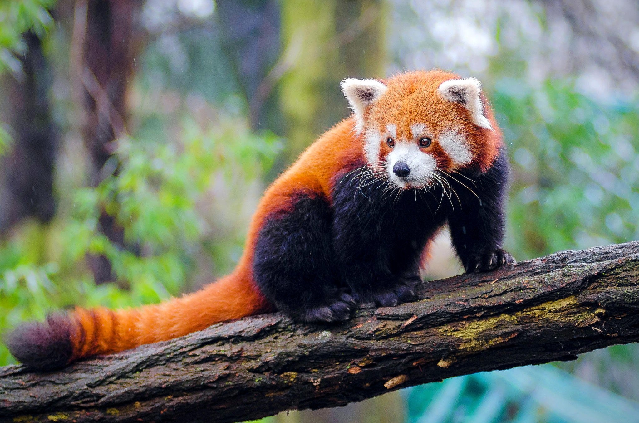 Red Panda