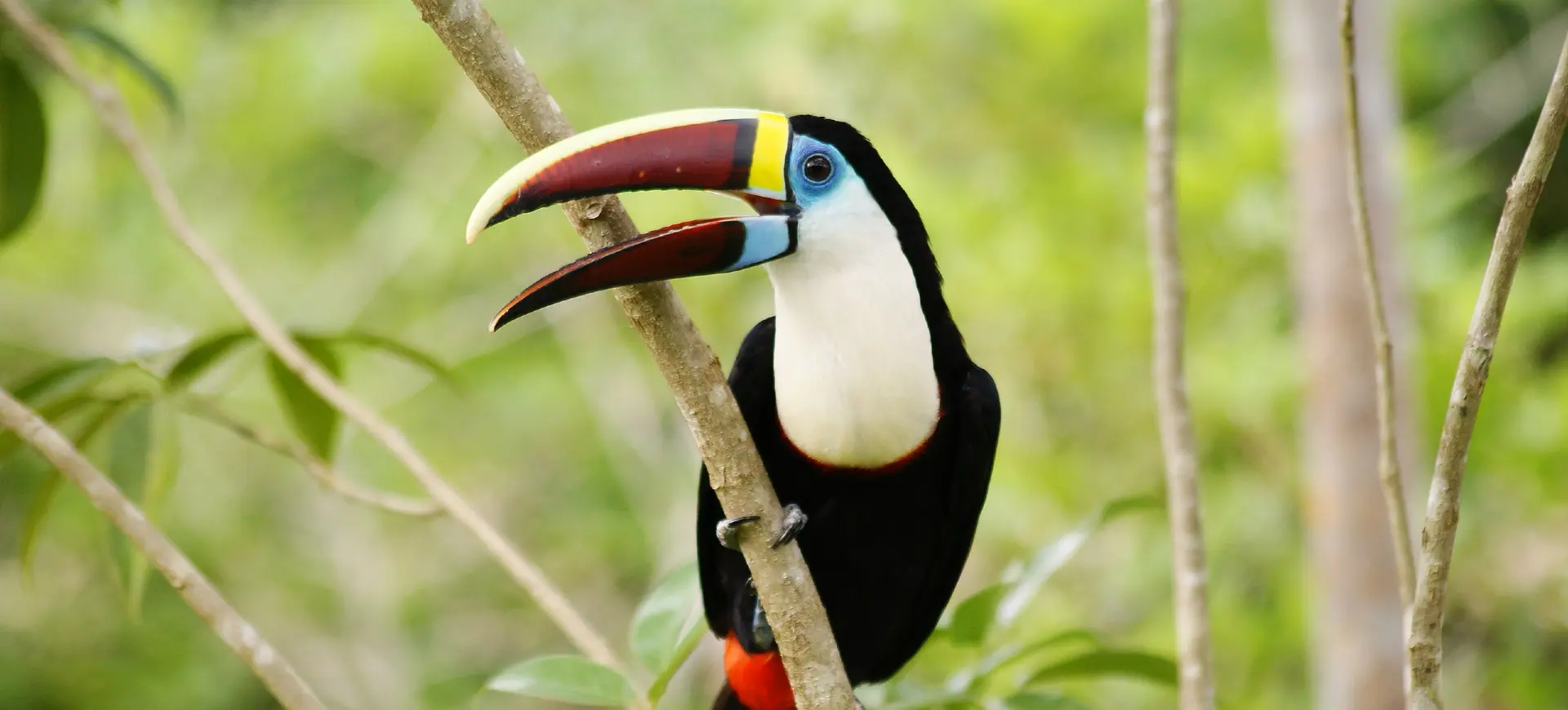 Red-billed Toucan