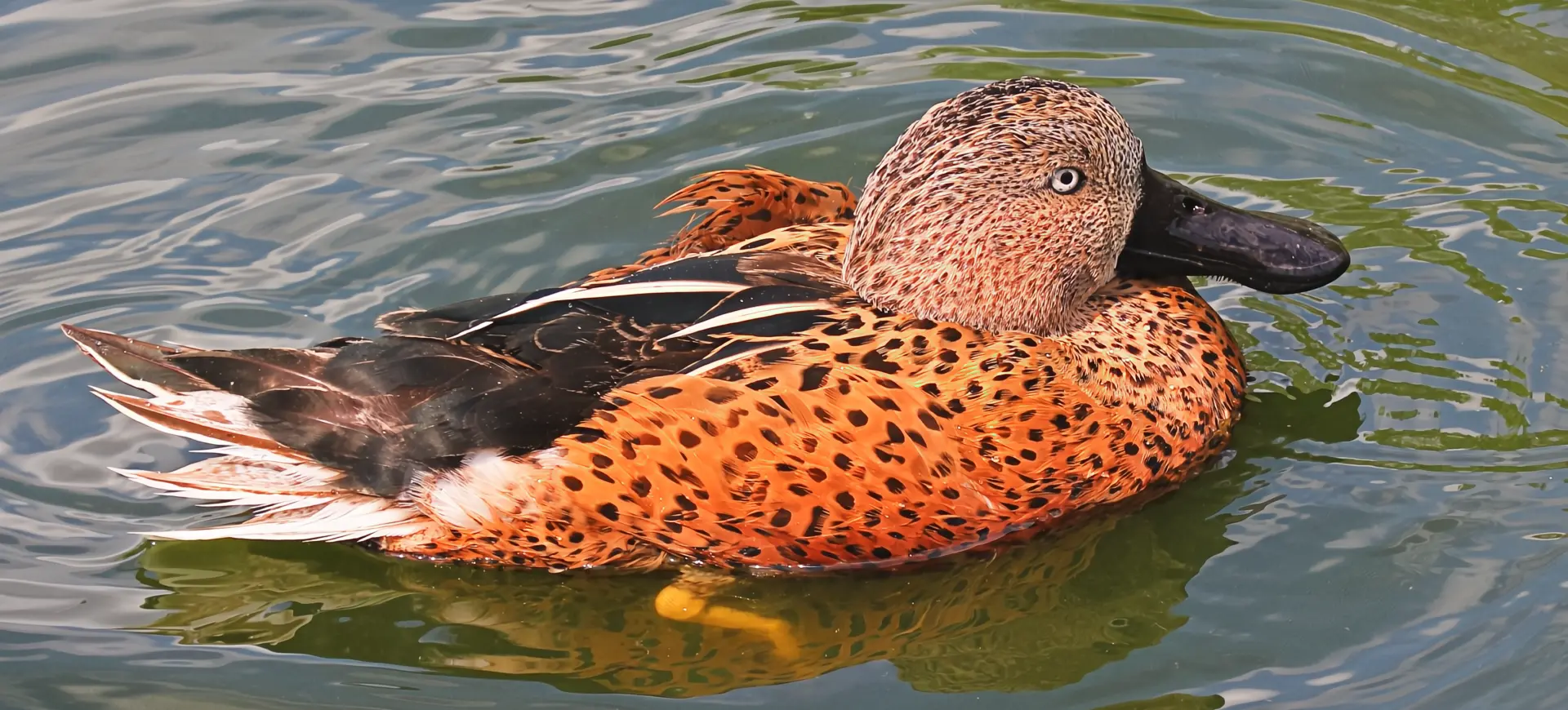 Red Shoveler