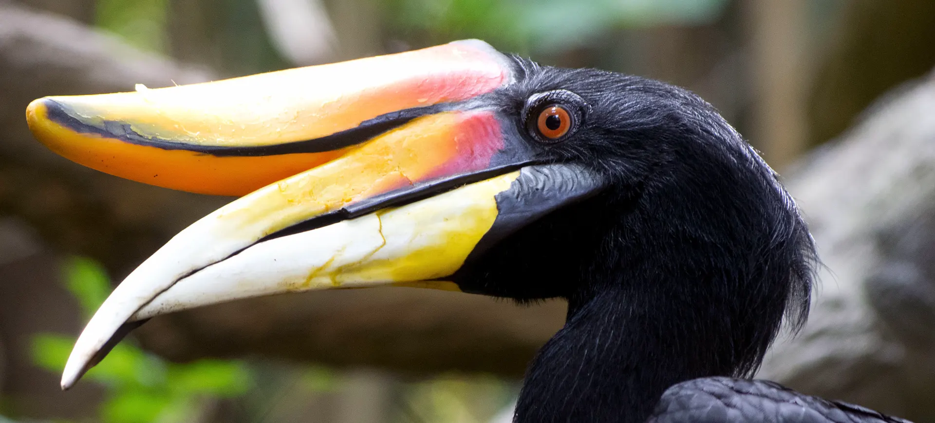 Rhinoceros Hornbill