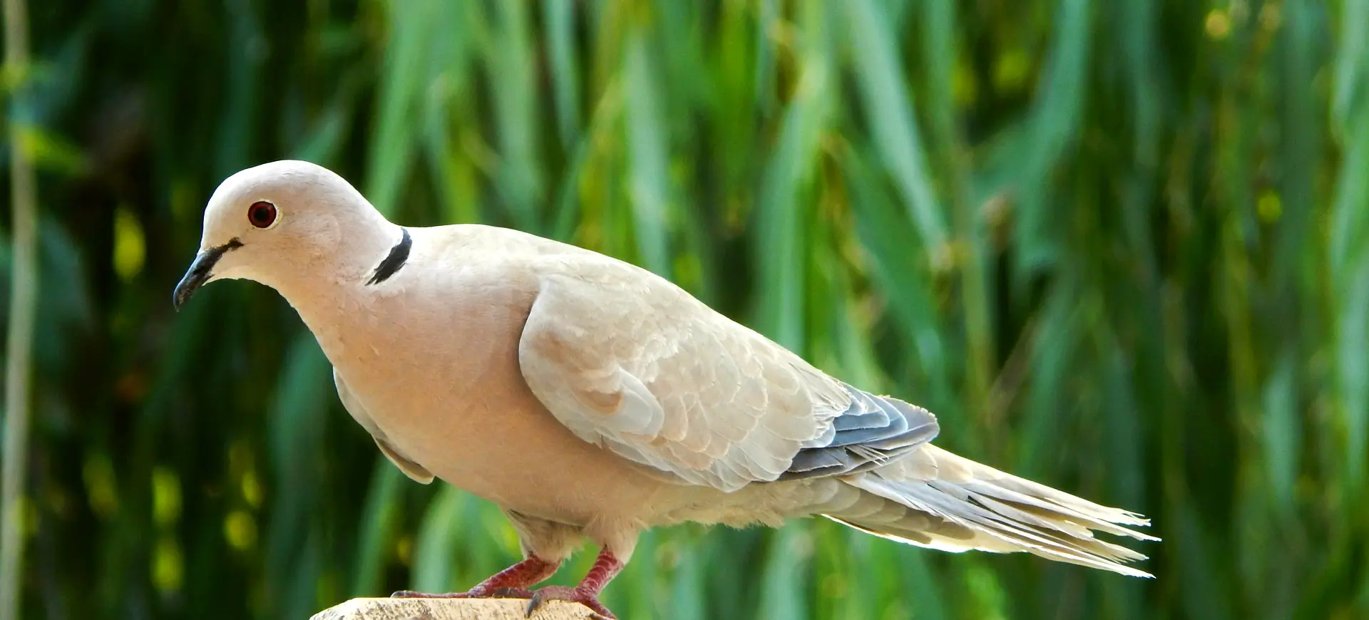 Ring-necked Dove