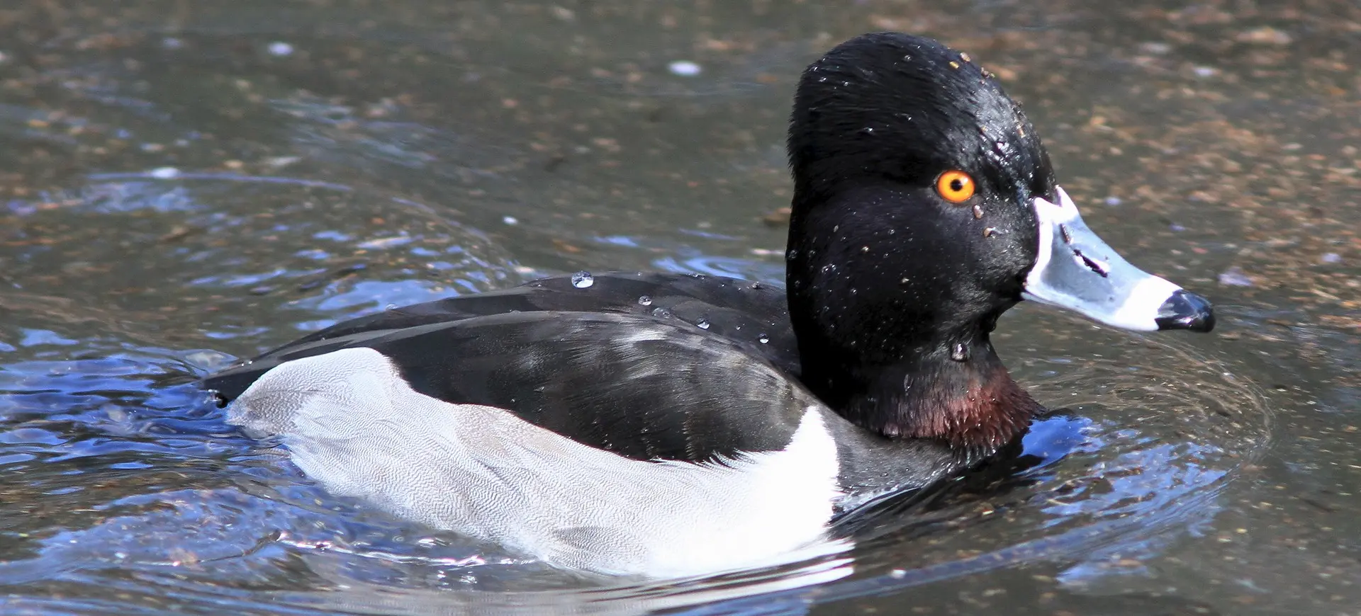 Ring-Necked Duck