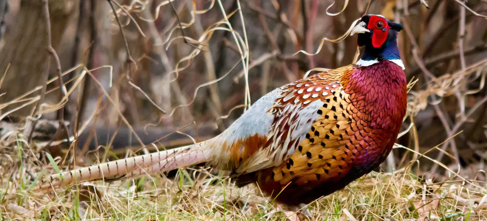 Ring-necked Pheasant