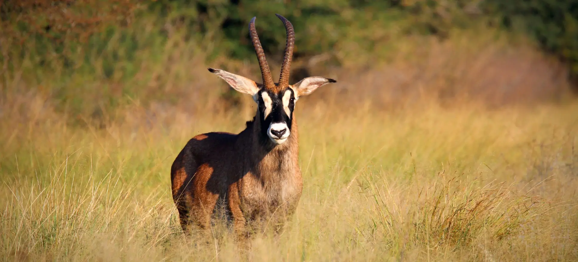 Roan Antelope