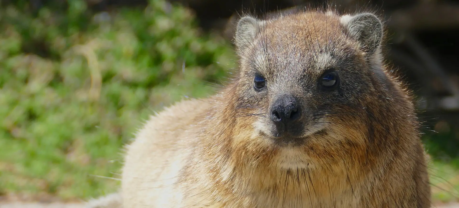 Rock Hyrax