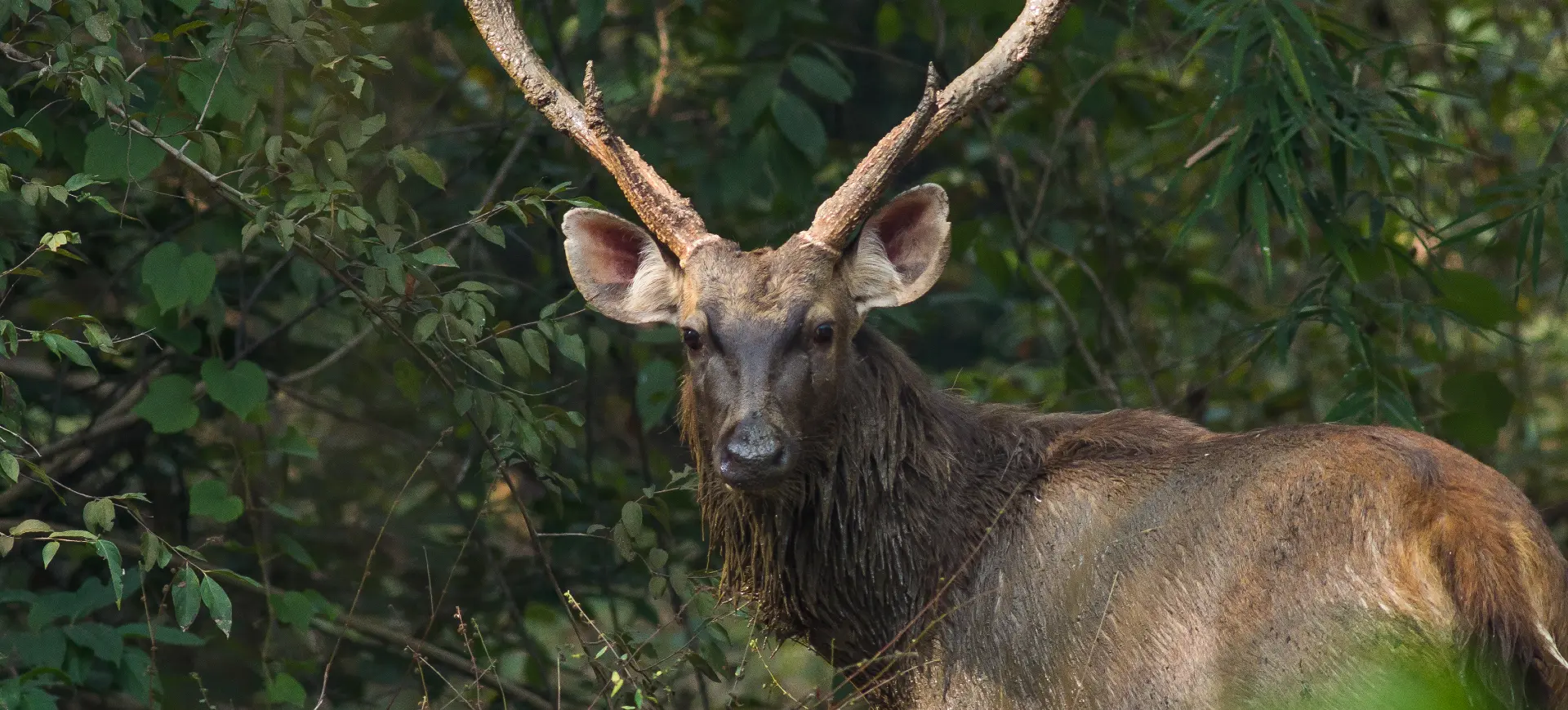 Sambar