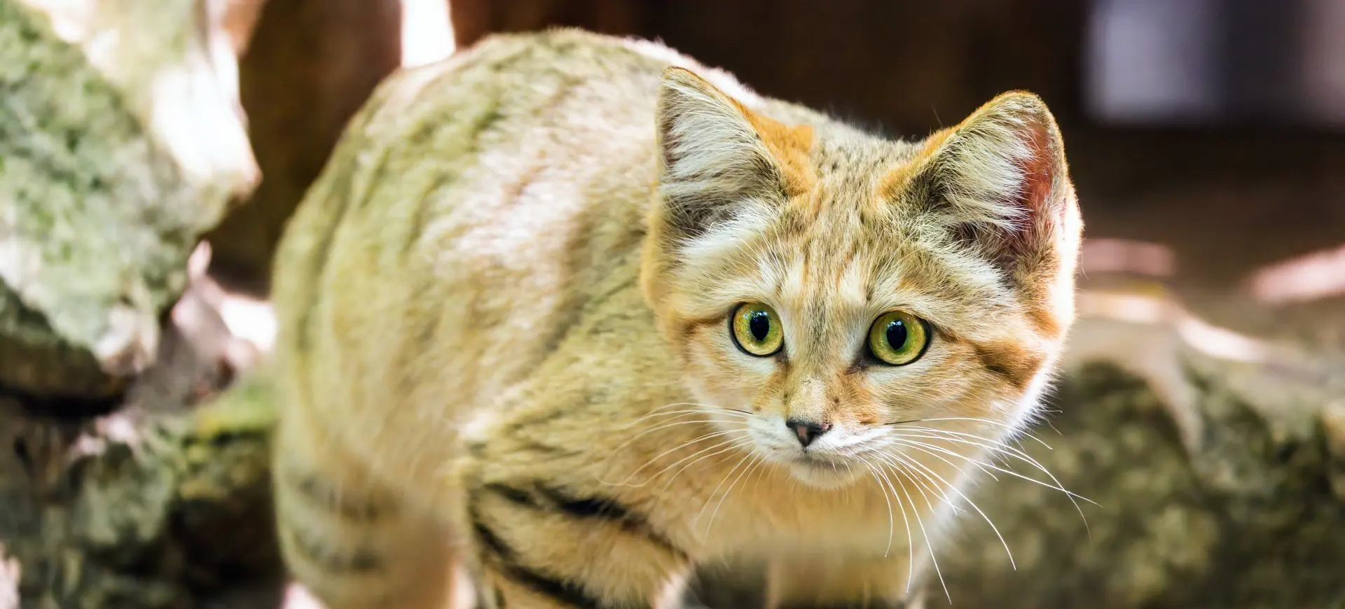 Sand Cat