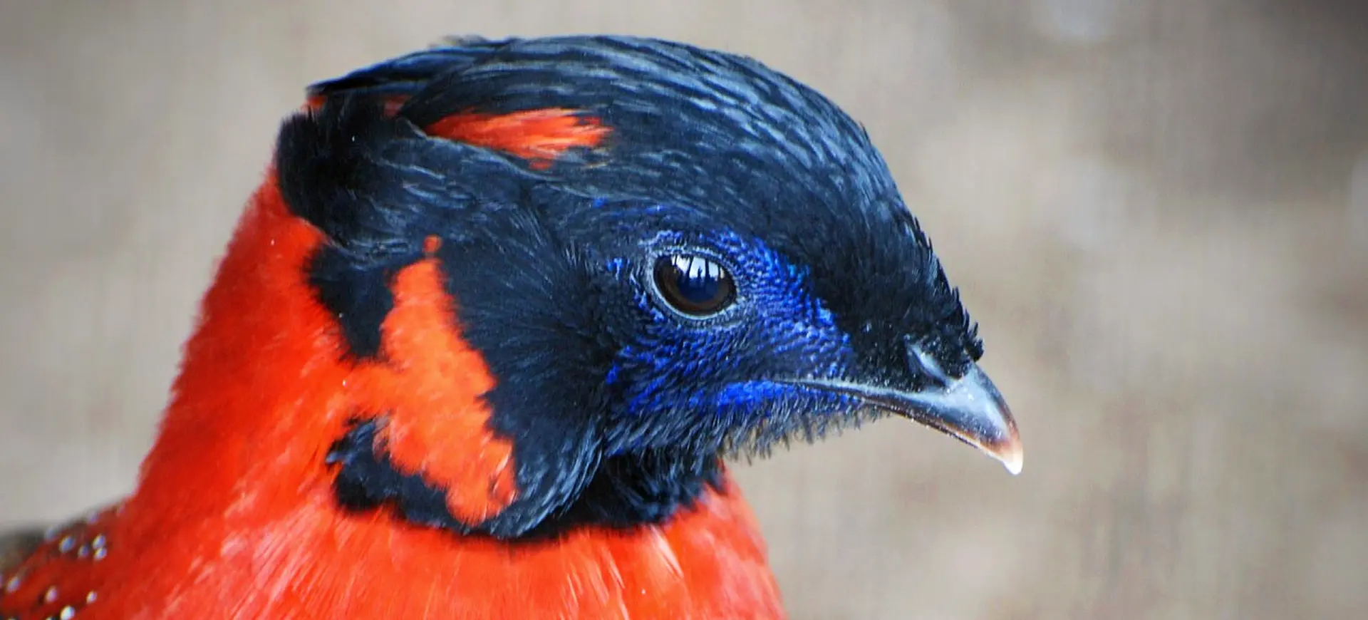 Satyr Tragopan