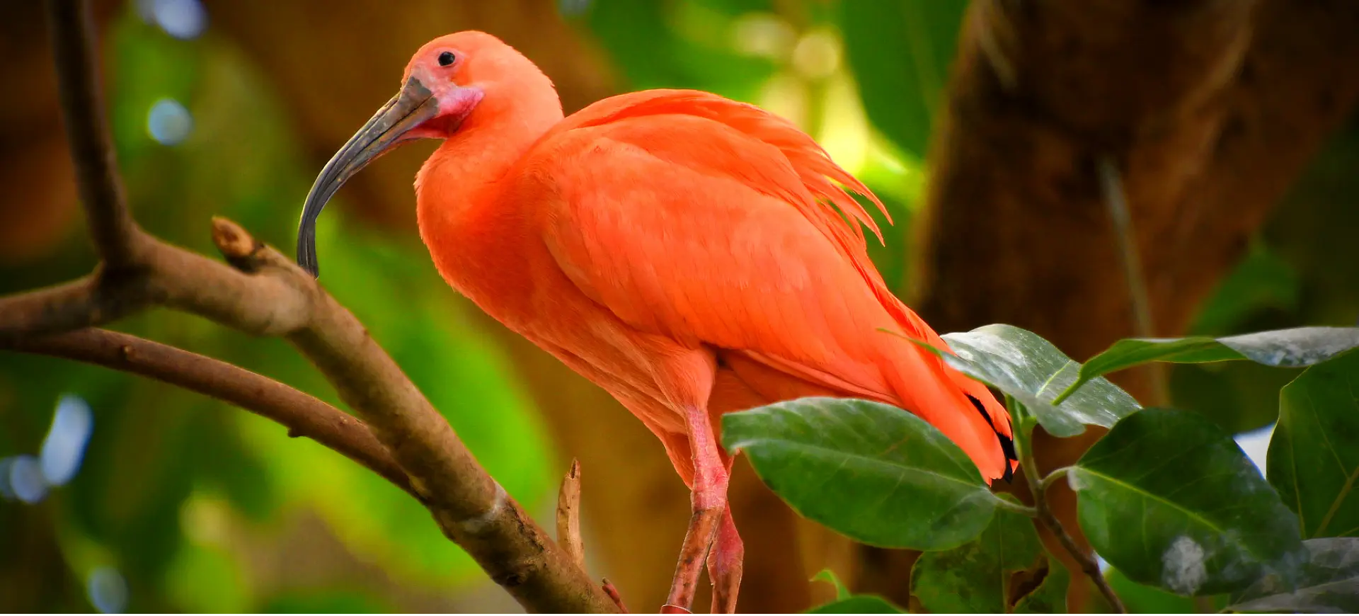 Scarlet Ibis