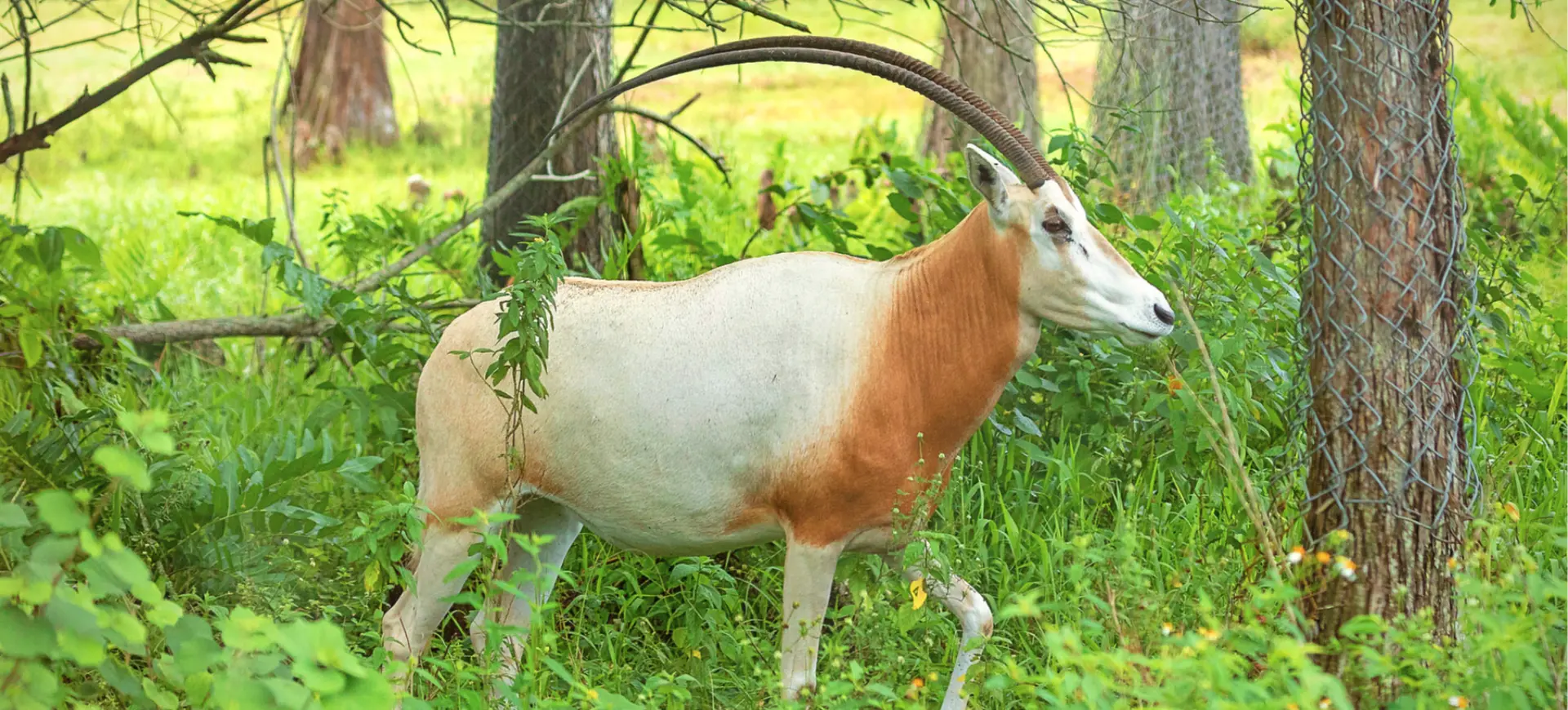 Scimitar-horned Oryx