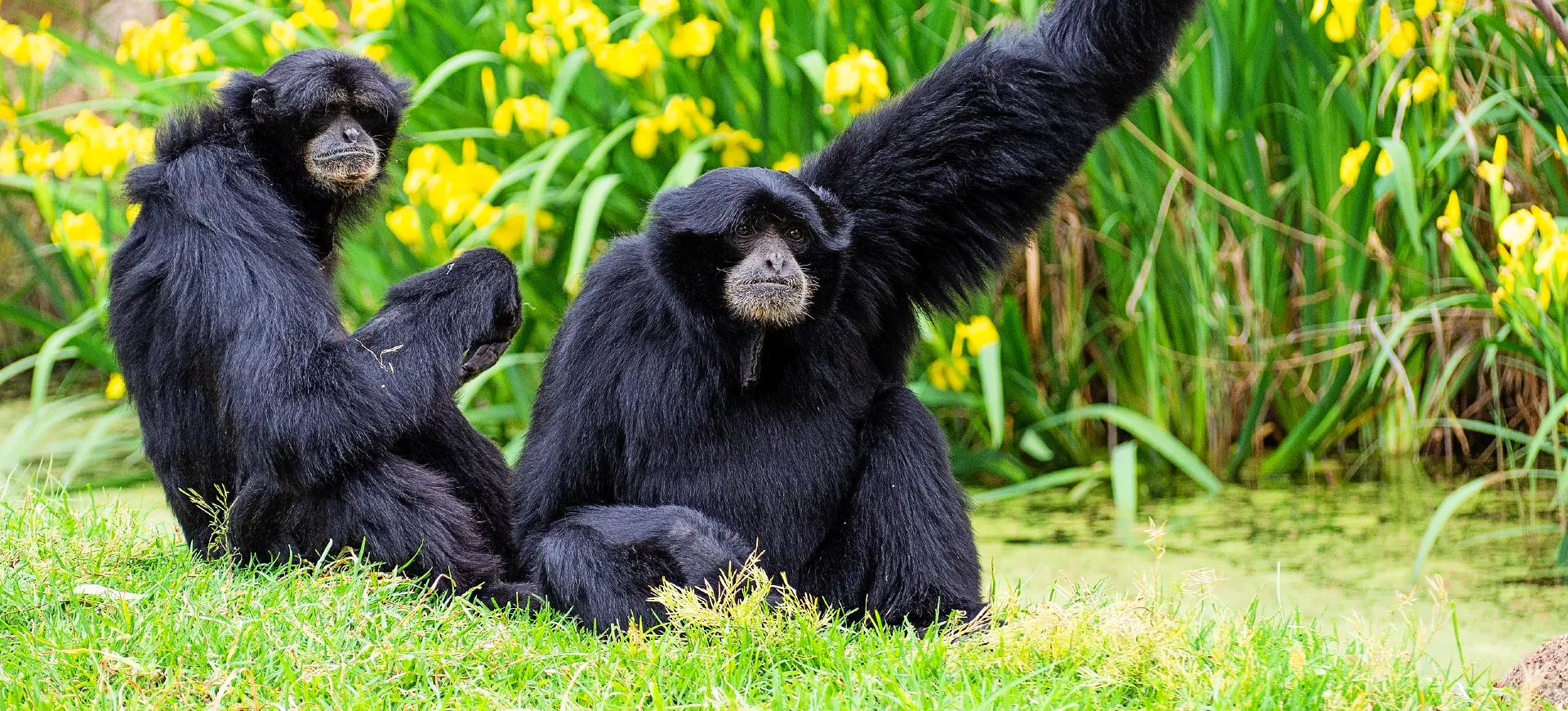 Siamang