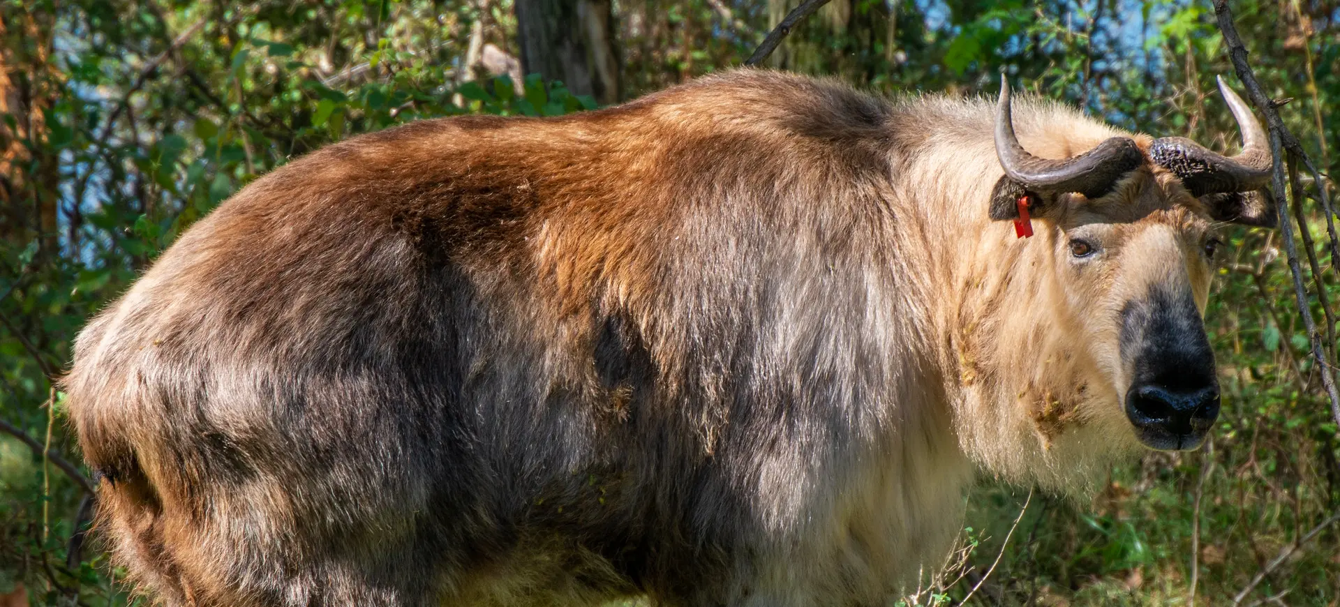 Sichuan Takin