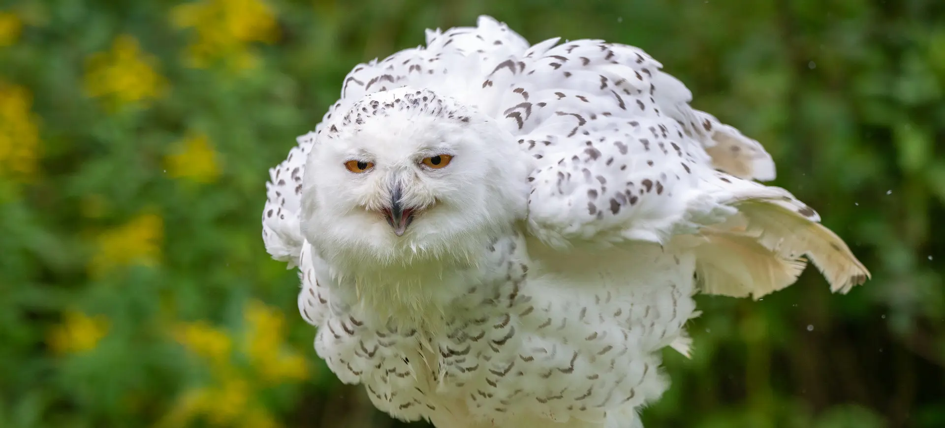 Snowy Owl