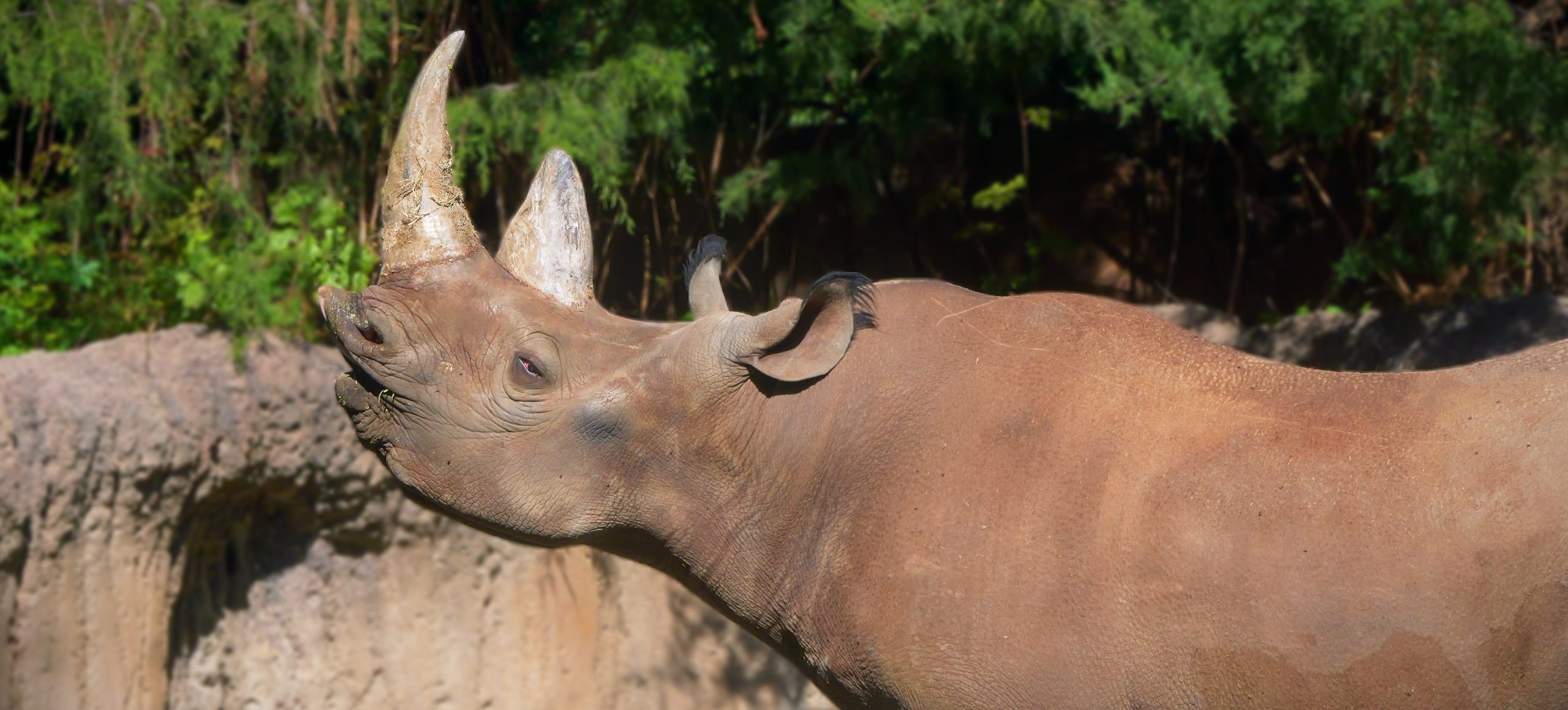 South-central Black Rhinoceros