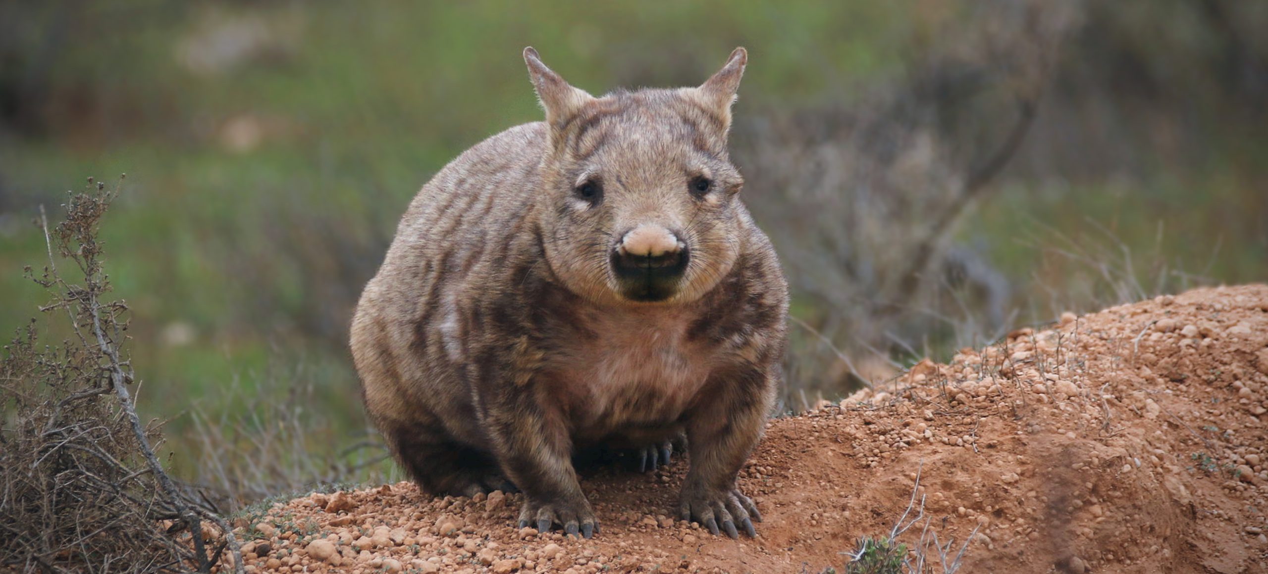 Southern Hairy-nosed Wombat