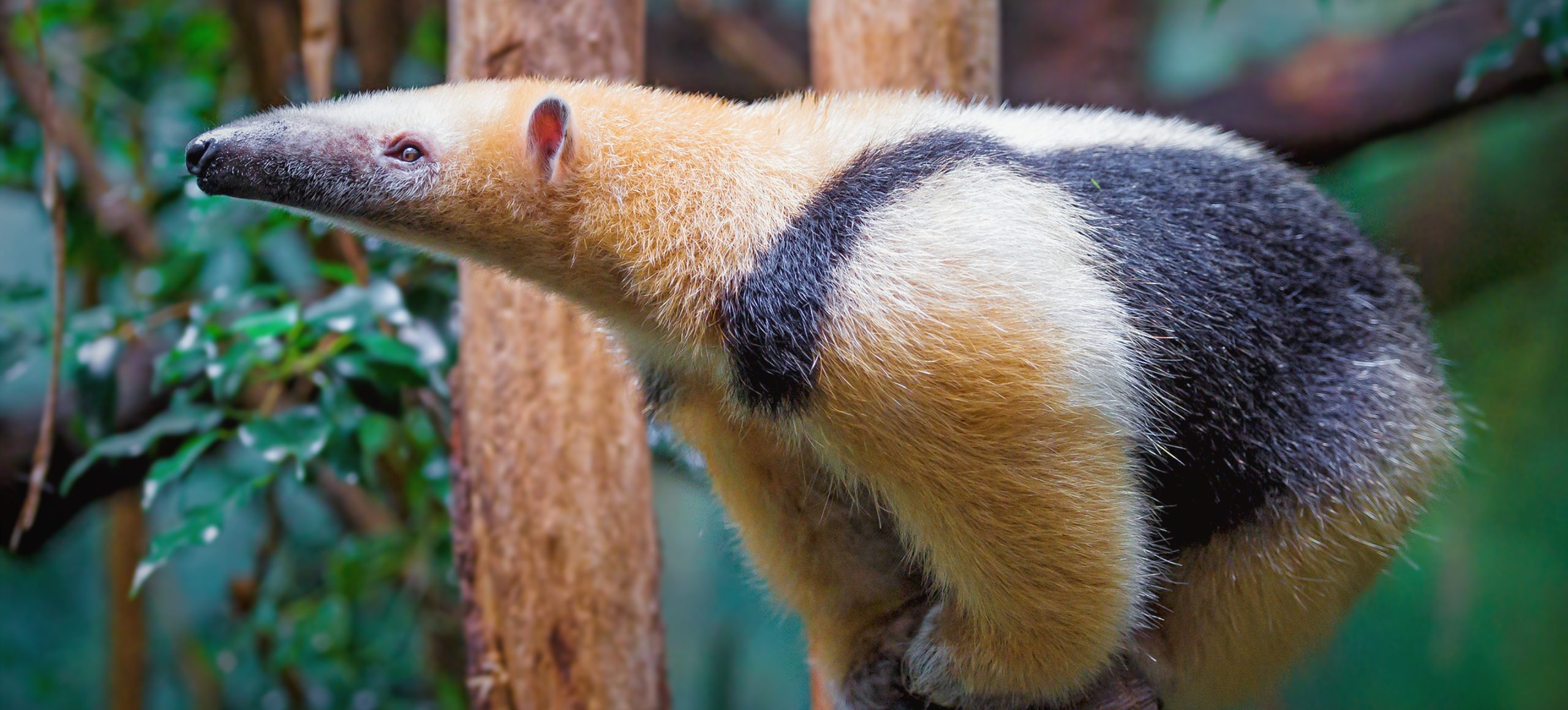 Southern Tamandua