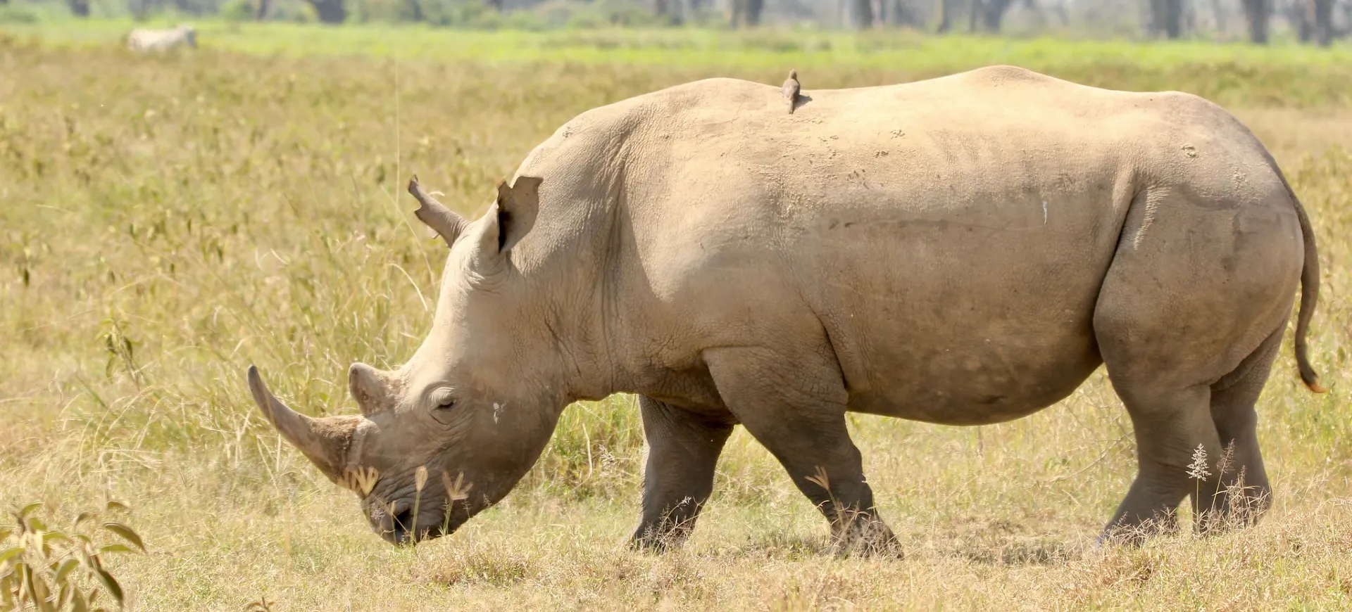 Southern White Rhinoceros