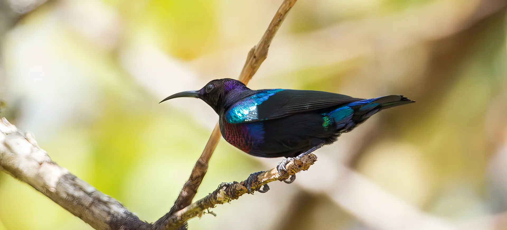 Splendid Sunbird