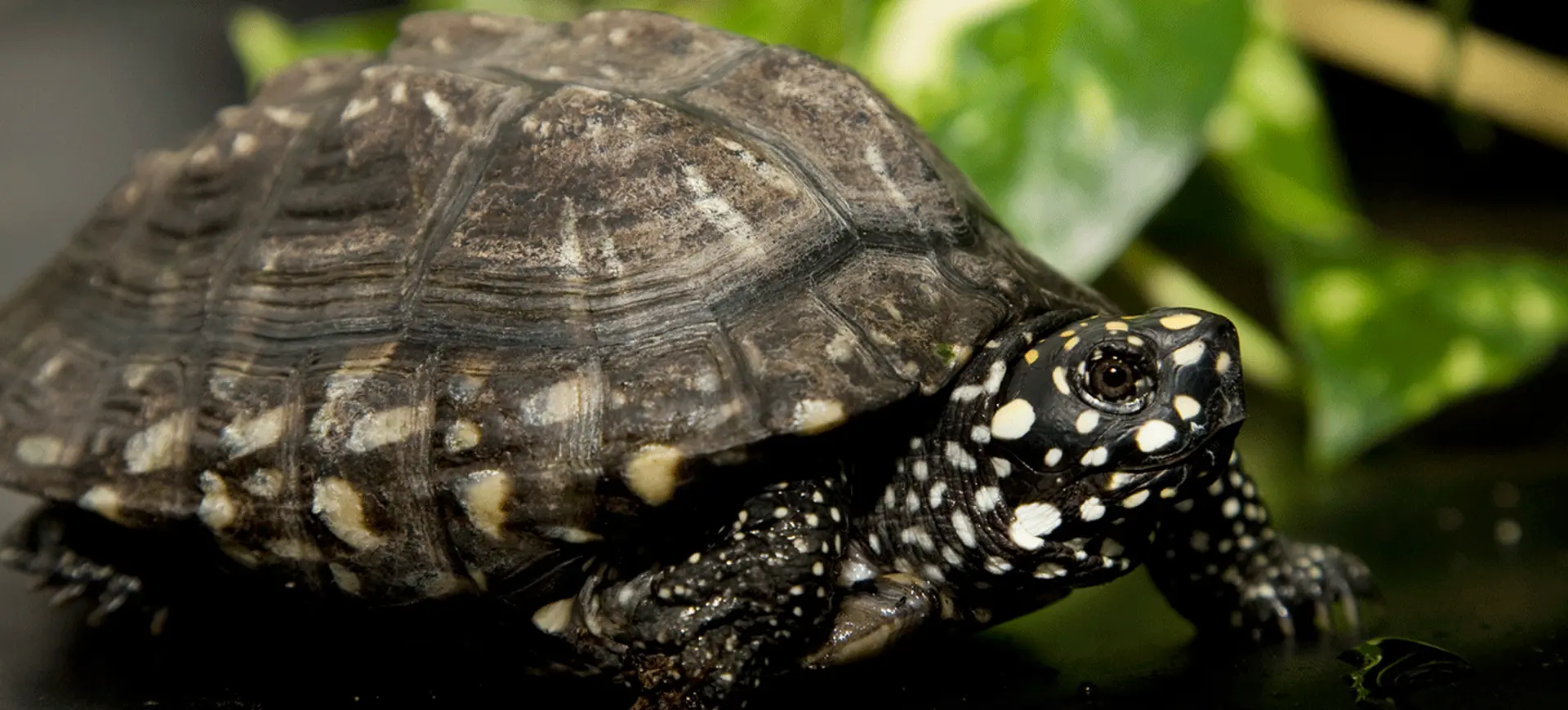 Spotted Pond Turtle