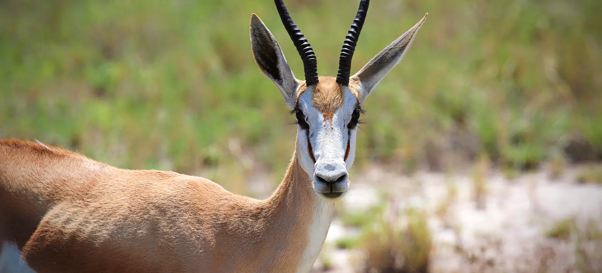 Springbok