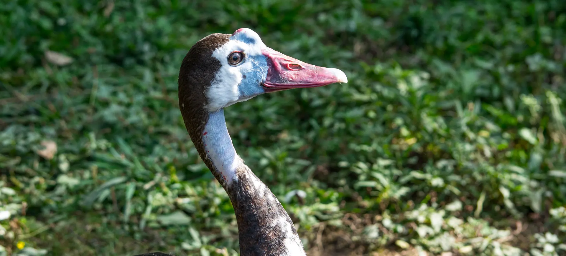 Spur-winged Goose