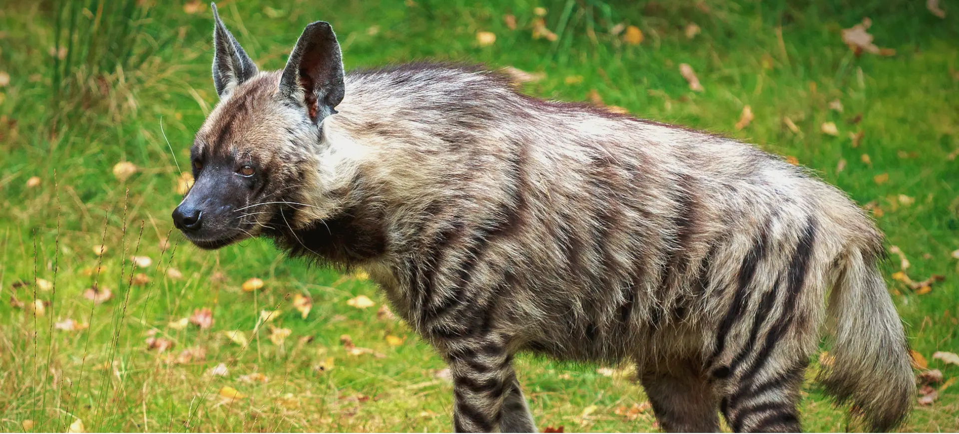 Striped Hyena