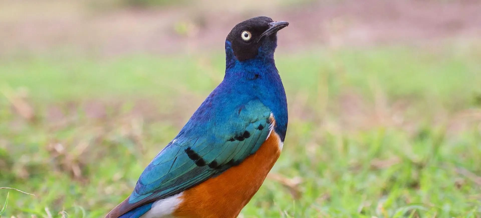 Superb Starling