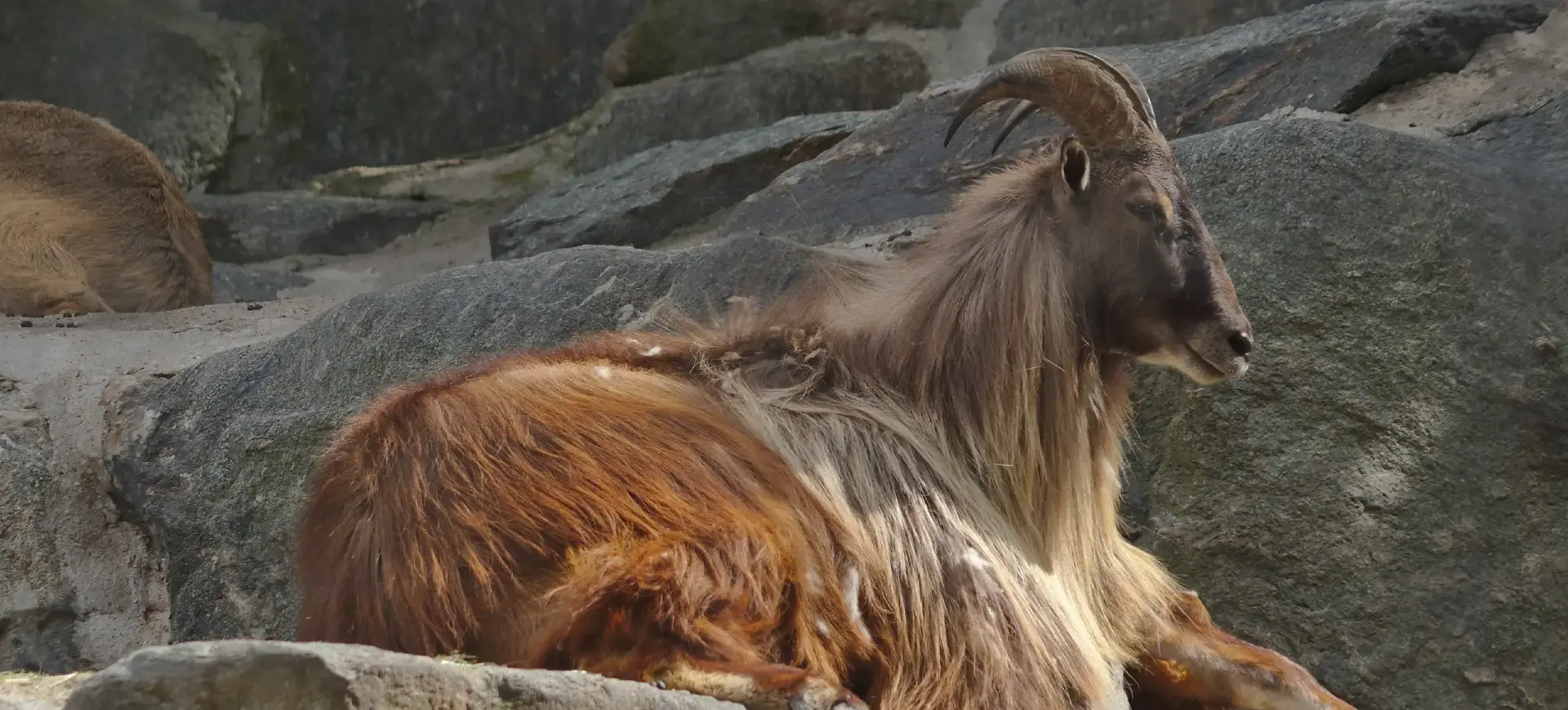 Himalayan Tahr