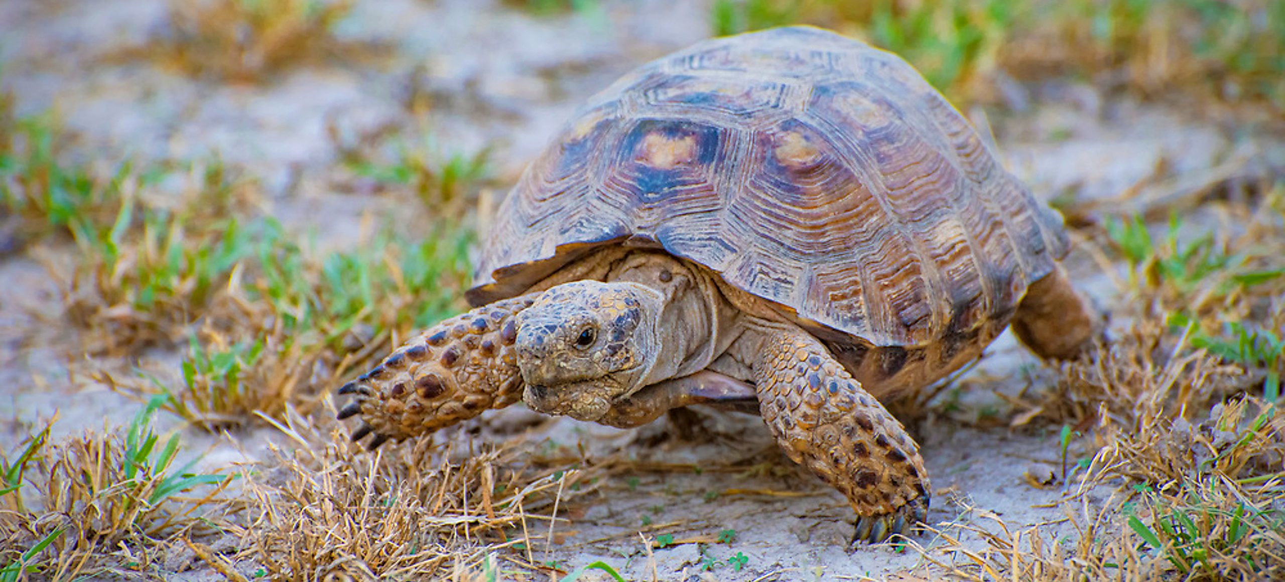 Texas Tortoise