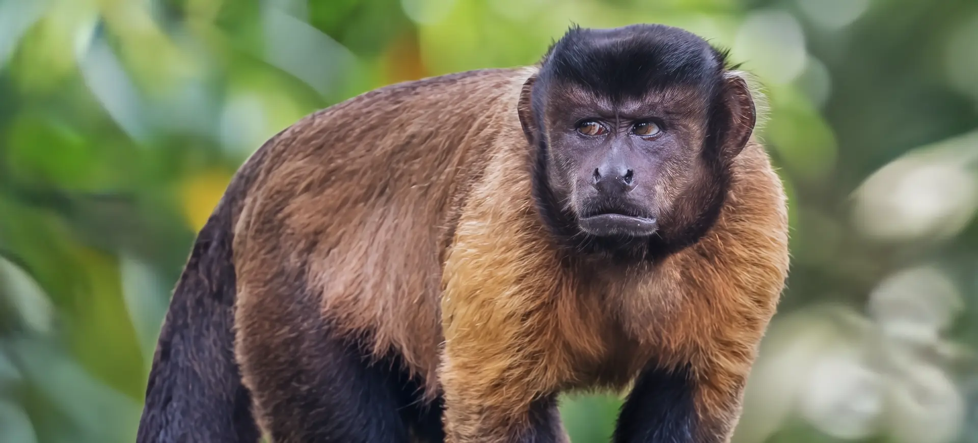 Tufted Capuchin