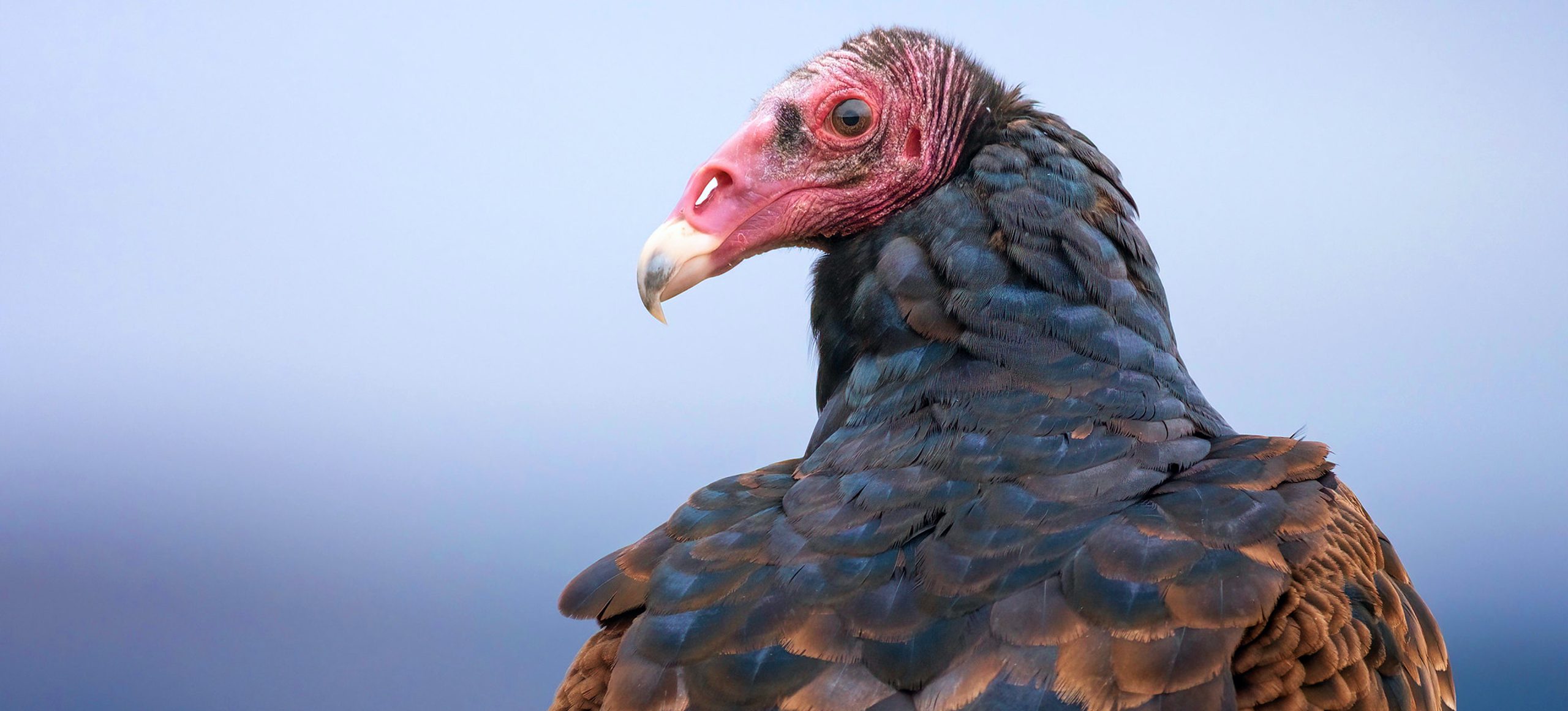 Turkey Vulture