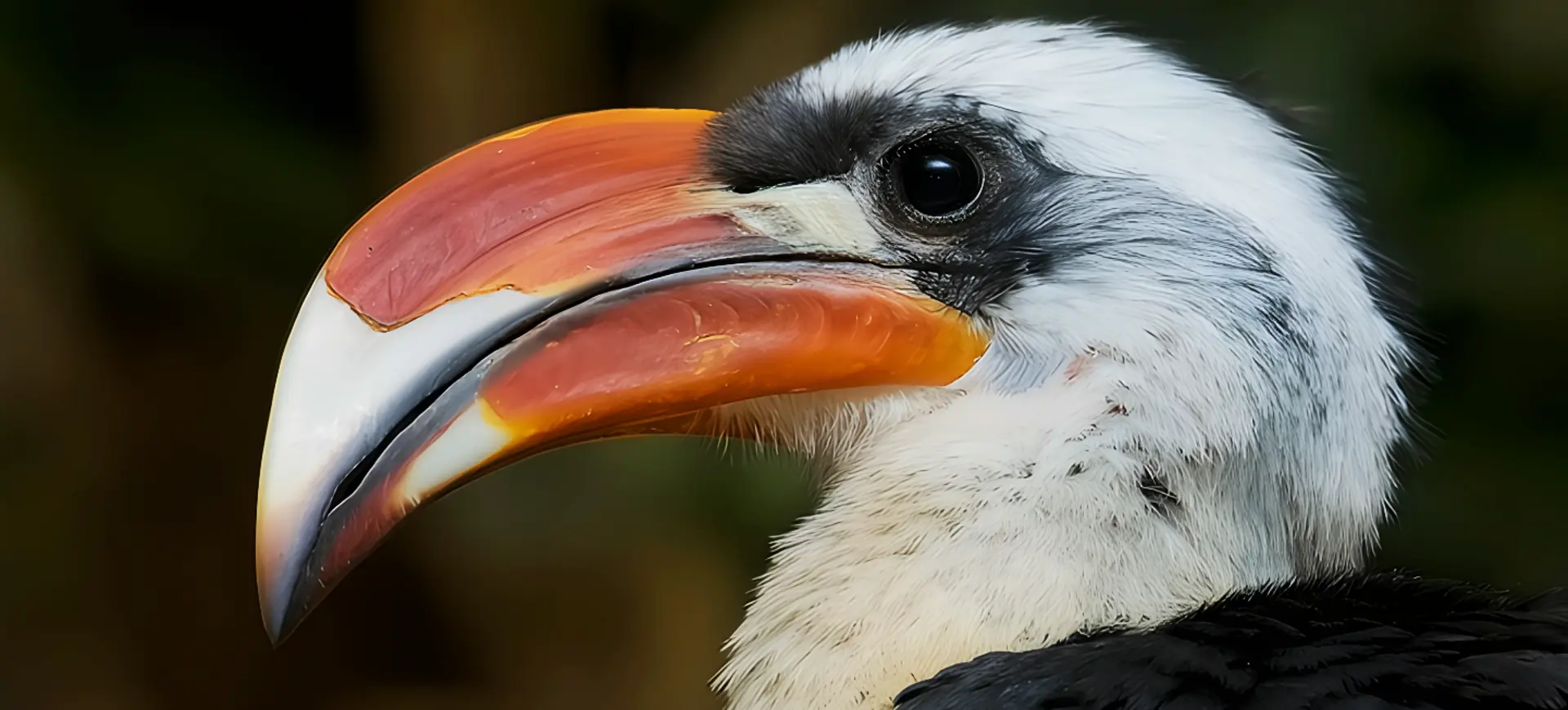 Von der Decken's Hornbill