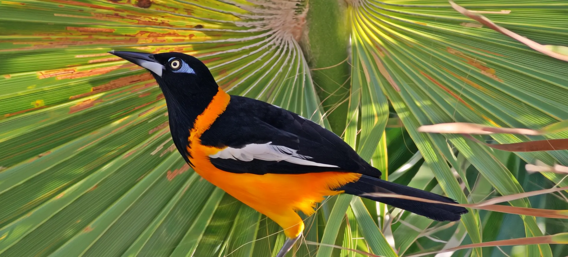 Venezuelan Troupial