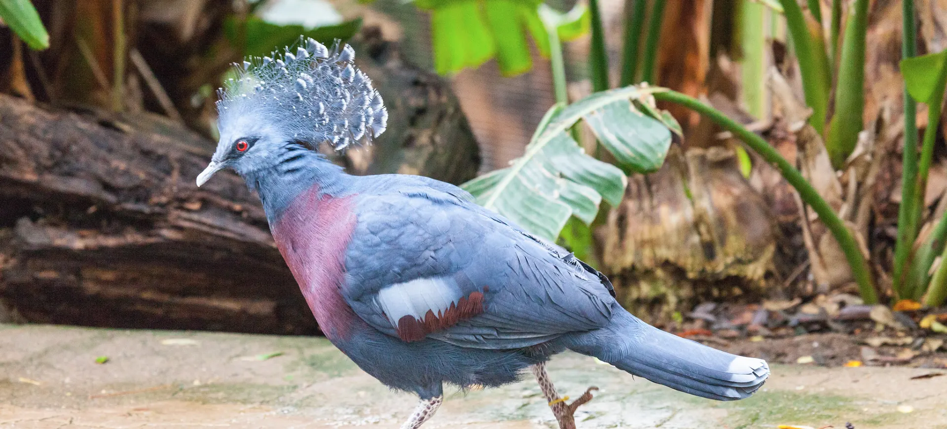 Victoria Crowned Pigeon