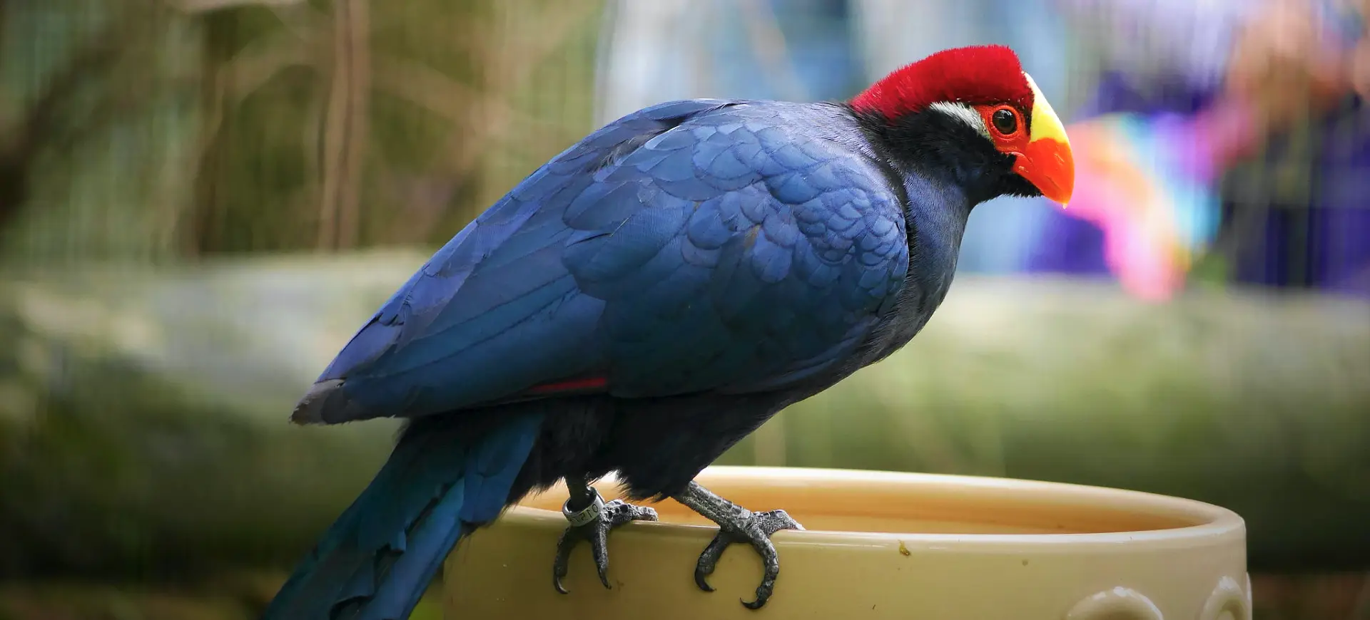 Violet Turaco