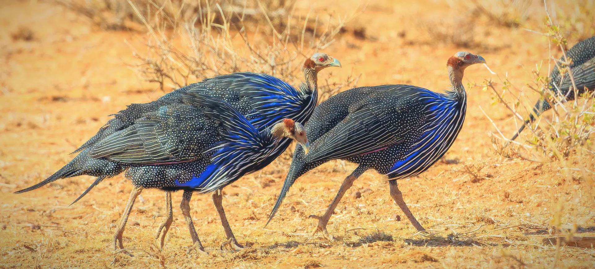 Vulturine Guineafowl