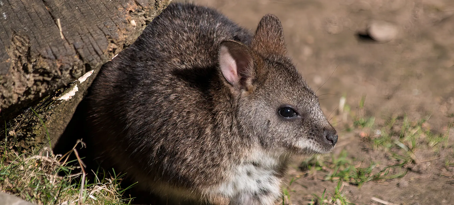 Parma Wallaby