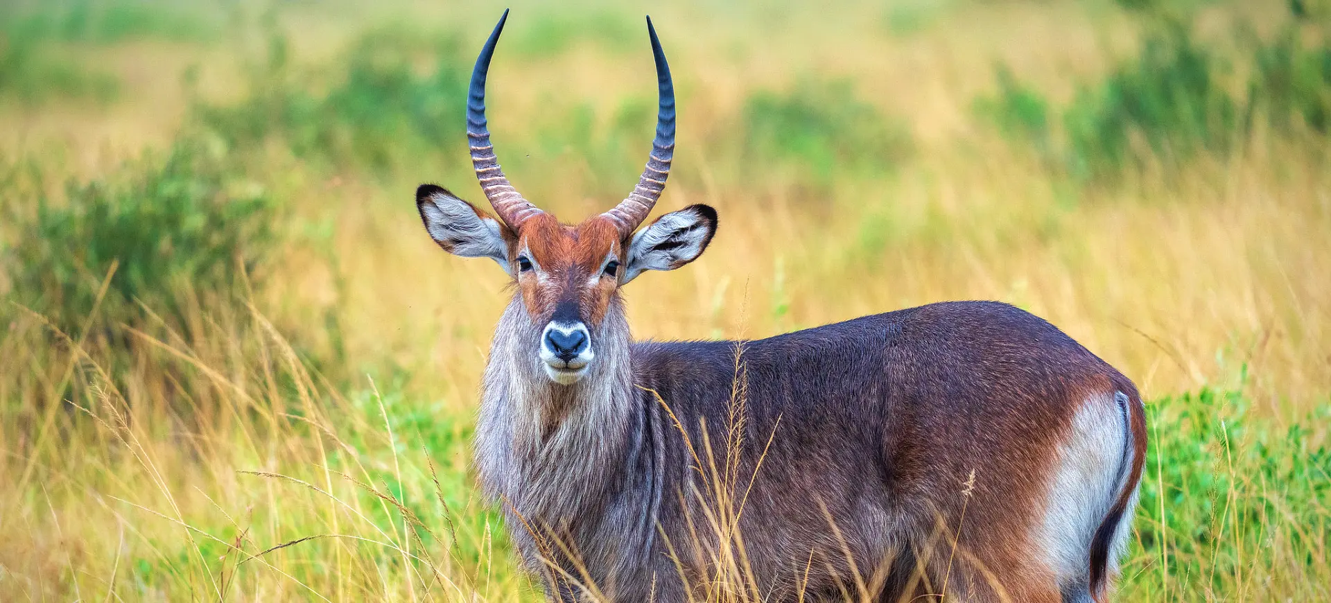 Waterbuck