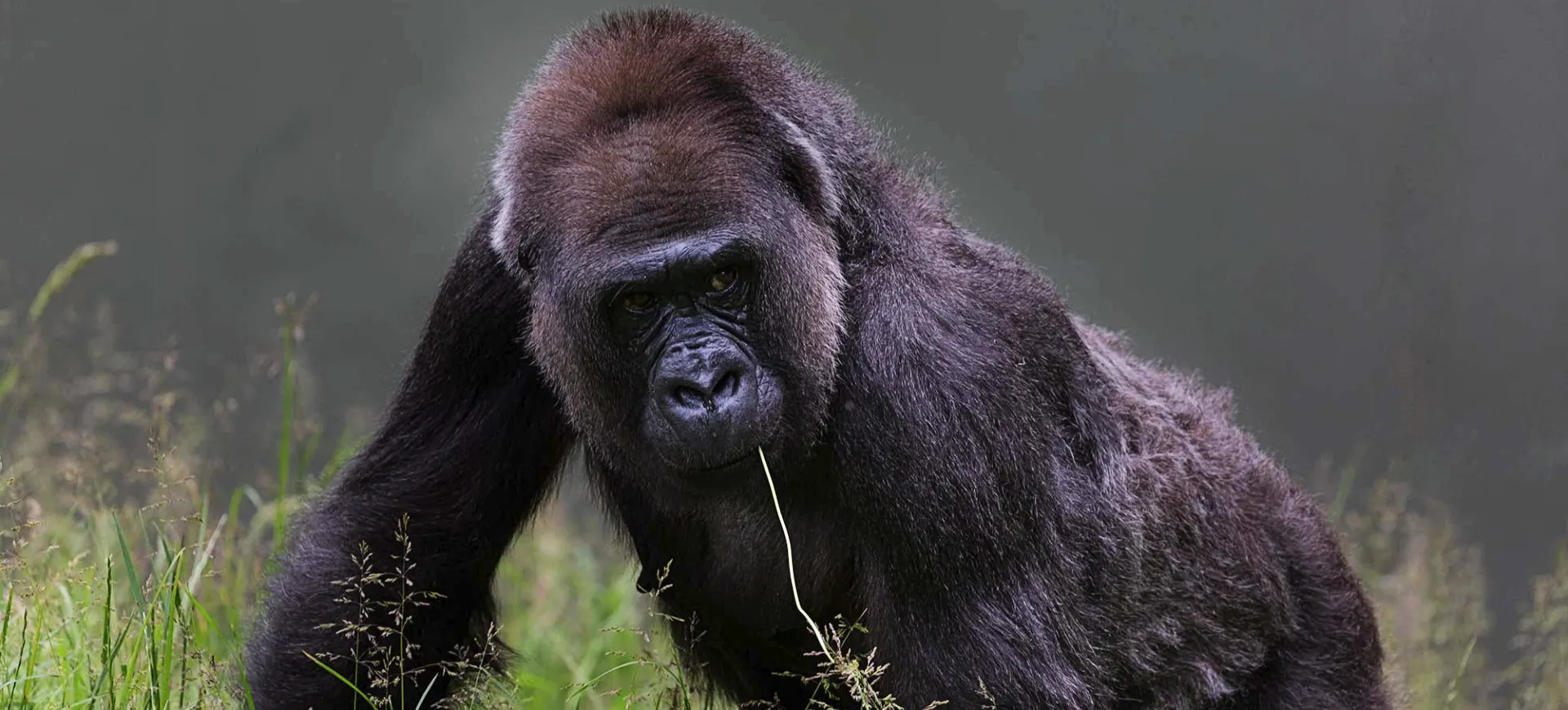 Western Lowland Gorilla