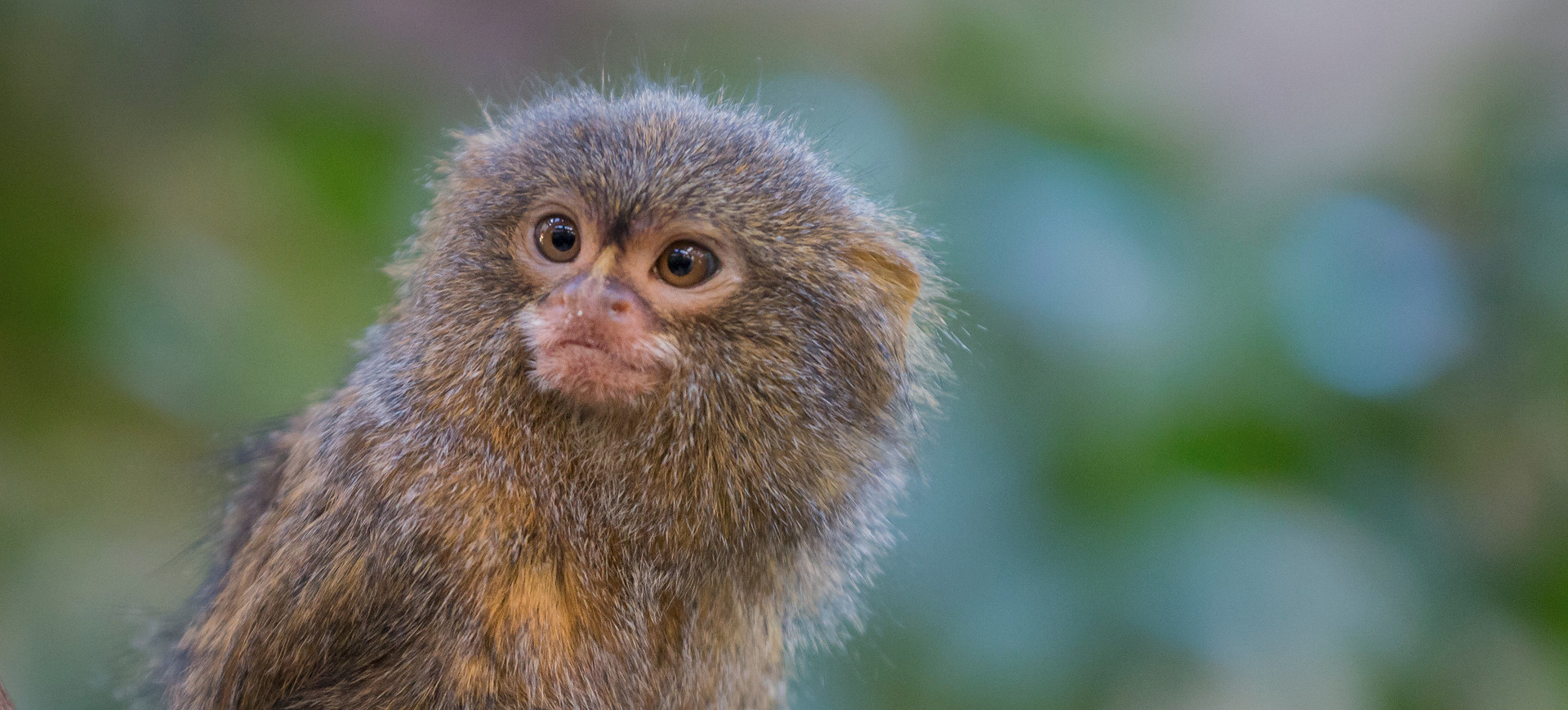 Western Pygmy Marmoset